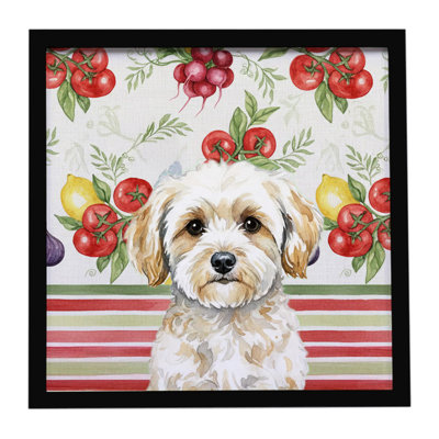 Maltipoo Légumes, impression sur métal encadrée