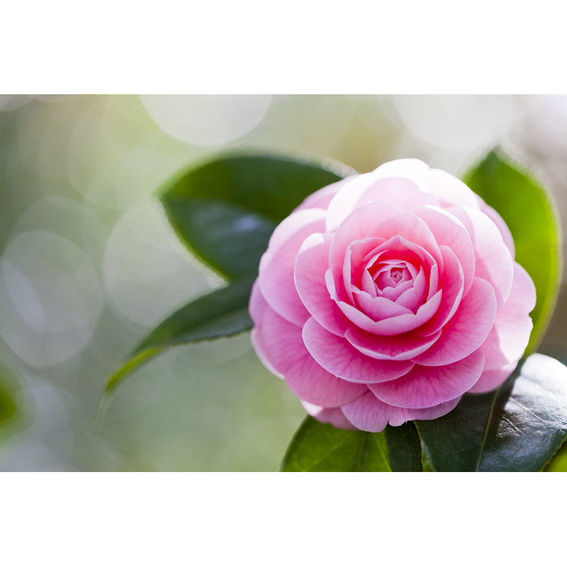 Pink Camellia by Ooyoo - Wrapped Canvas Print, 81cm H x 122cm W