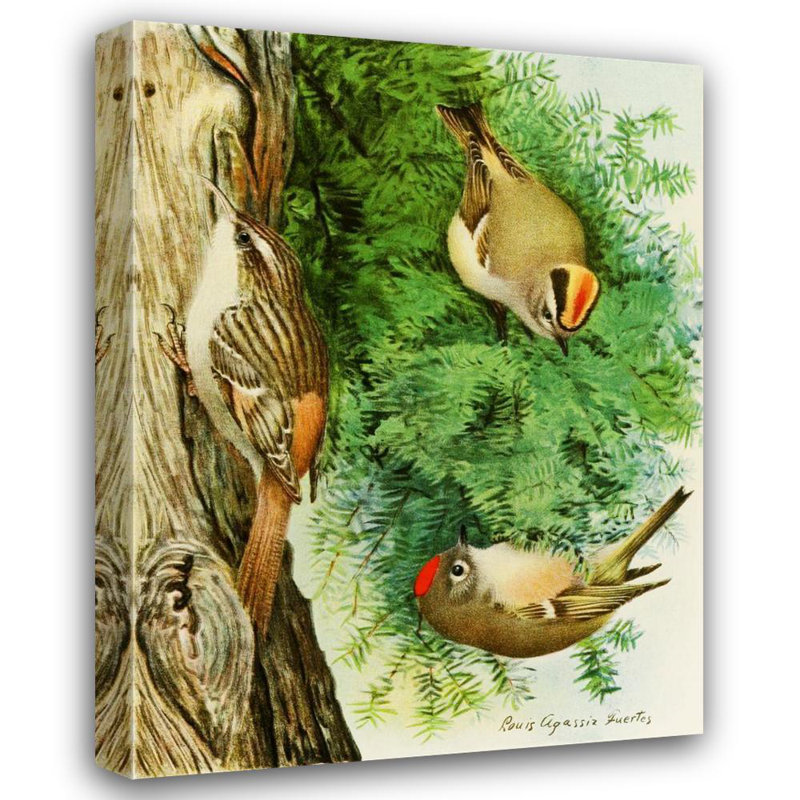 «Goldenlet Crowned Kinglet, Ruby-Crowned Kinglet, Brown Creeper» par Louis Agassiz Fuertes - Art mural sur toile tendue avec châssis