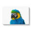 Macaw Parrot - Wrapped Canvas Painting-55365317