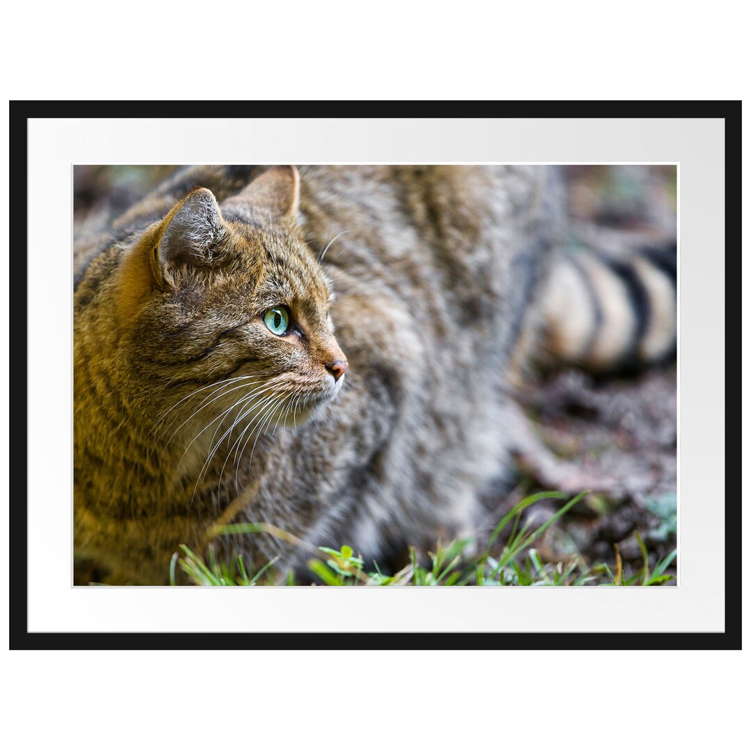 Gerahmtes Poster Kleine Manul im Gras