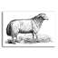  «Ewe» par Art Licensing Studio, art mural en verre acrylique, 24 po x 16 po-865398869