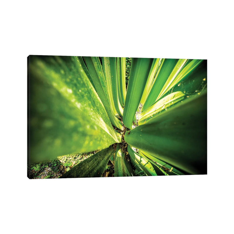 Tropical Forest VIII 1 Piece Wrapped Canvas Wall Art, 45.72cm H x 66.04cm W x 1.905cm D