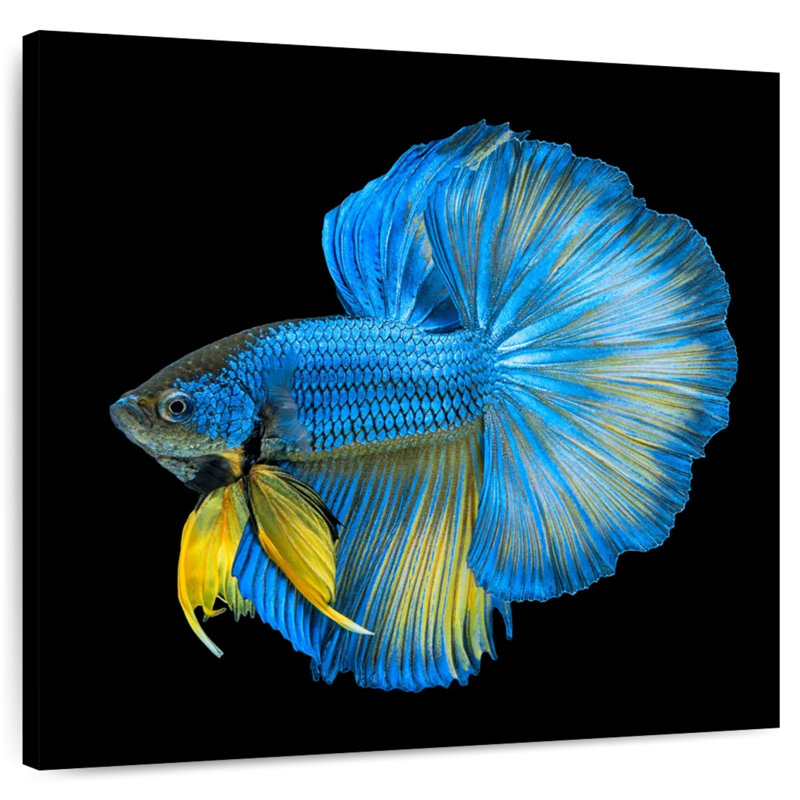 Crowle Halfmoon Betta Fish, 24" H x 24" W