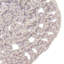 Polyester Round 4 Piece Coaster Set