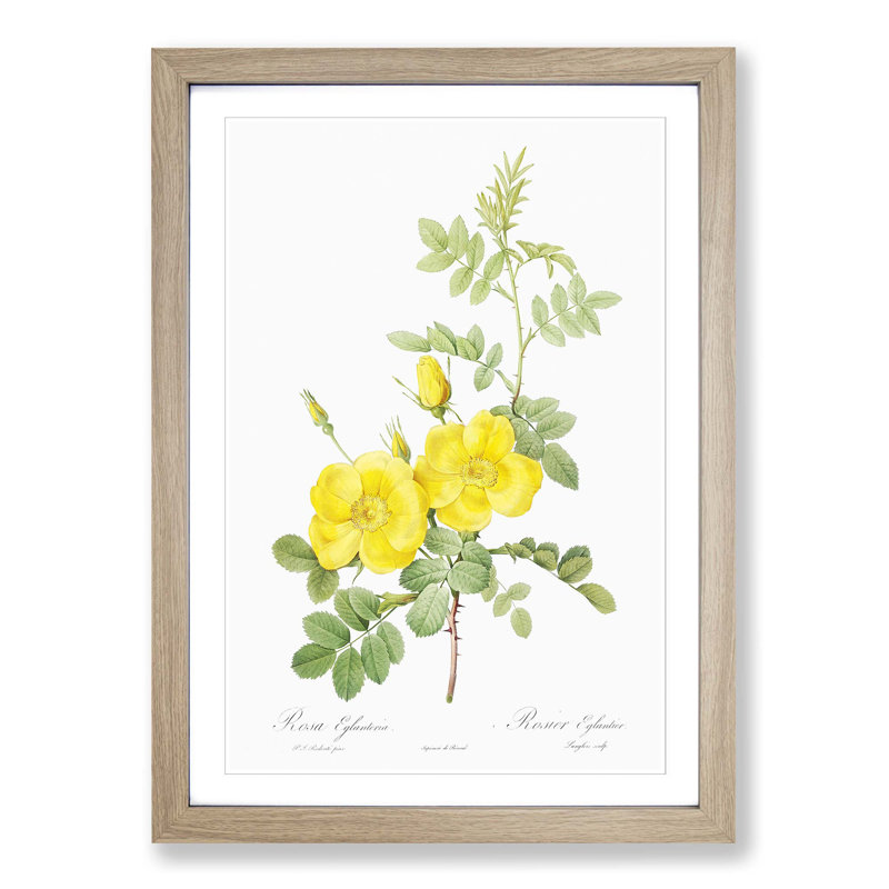 Sweetbriar Roses in Yellow by Pierre-Joseph Redoute - Picture Frame Art Prints, Oak Framed, 48cm H x 36cm W x 2cm D