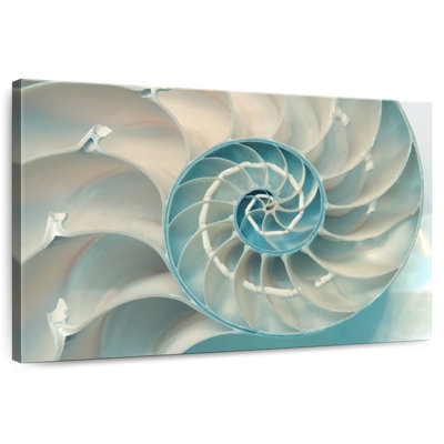 Inside A Nautilus Shell