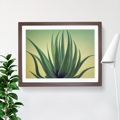 Showstopping Aloe Vera Plant - Framed Print