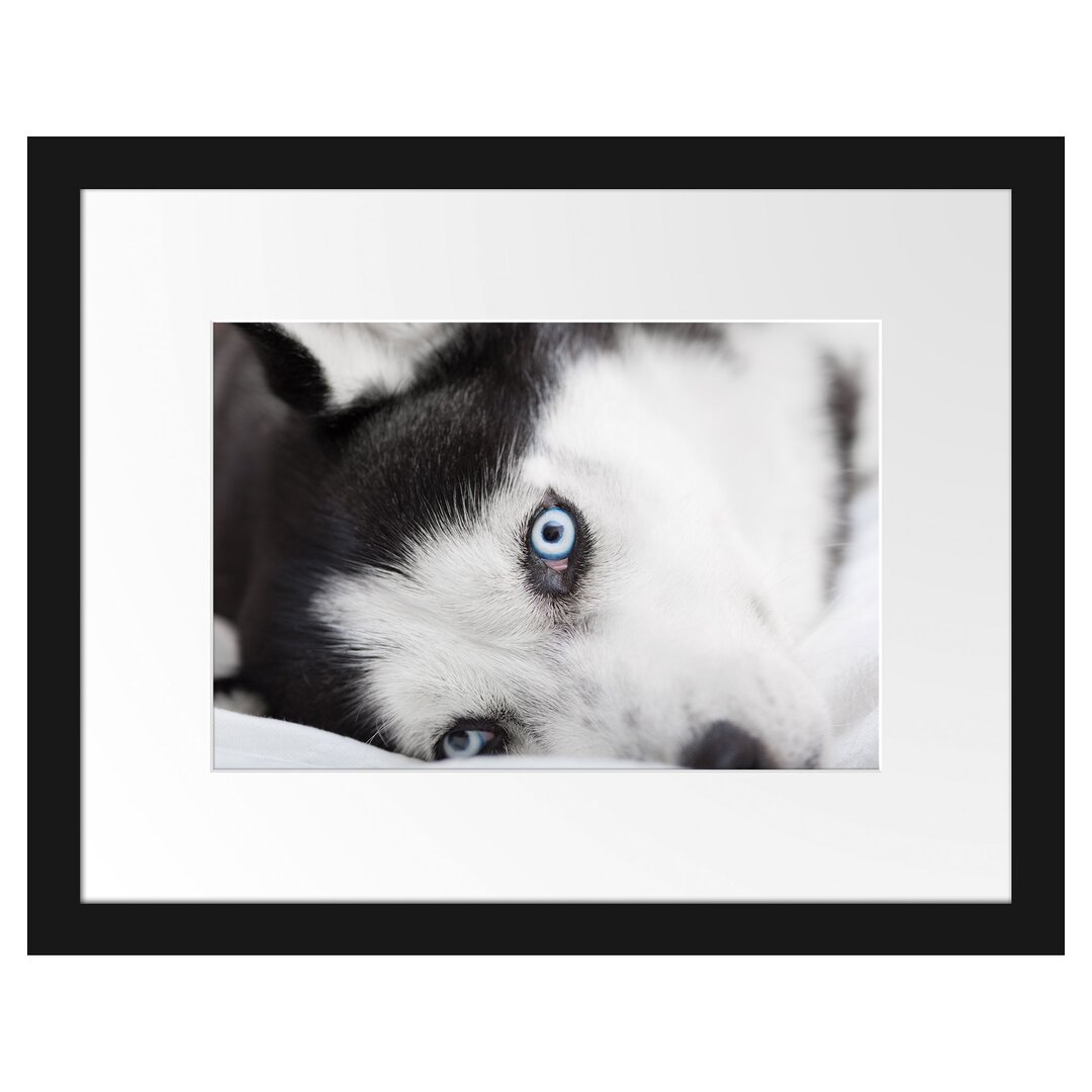 Gerahmtes Poster Husky im Bett mit Augen