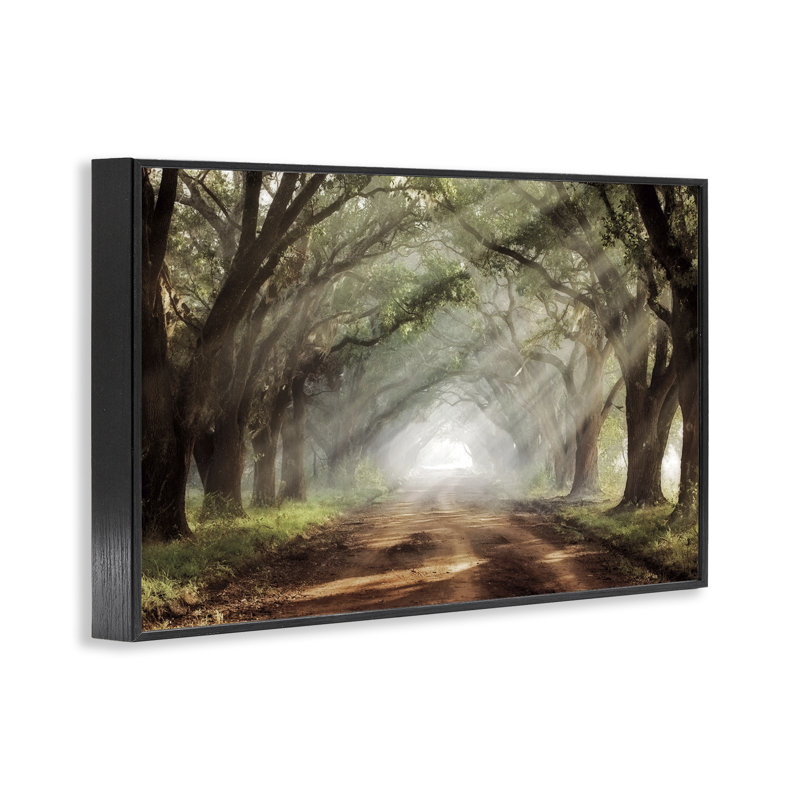 Giclée encadrée Sunlit Evergreen Grove, design par Mike Jones, H 16 po x l 24 po, Giclée encadrée noir minuit