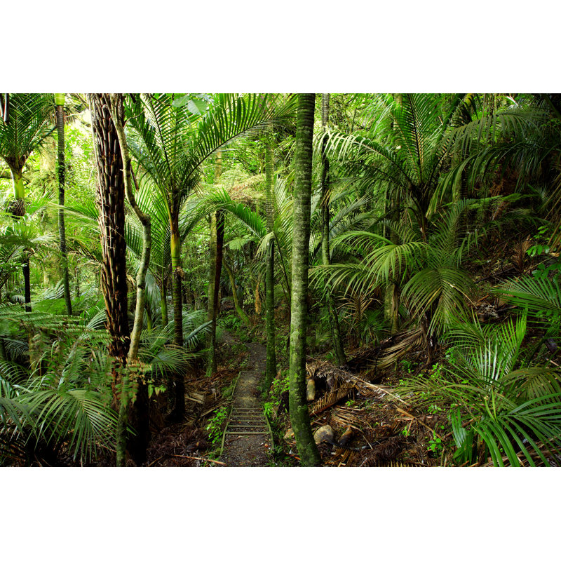 Tropical Forest - Wrapped Canvas Photograph, 20cm H x 30cm W