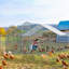 Emmeric Walk In Chicken Run-335317305-334501123