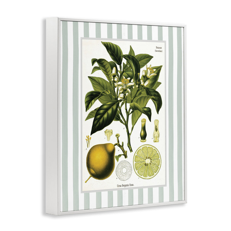 Giclée à rayures vertes Lemon Plant, par Lettred and Lined, H 20 po x l 16 po, Estampe numérique encadrée blanc bord de mer