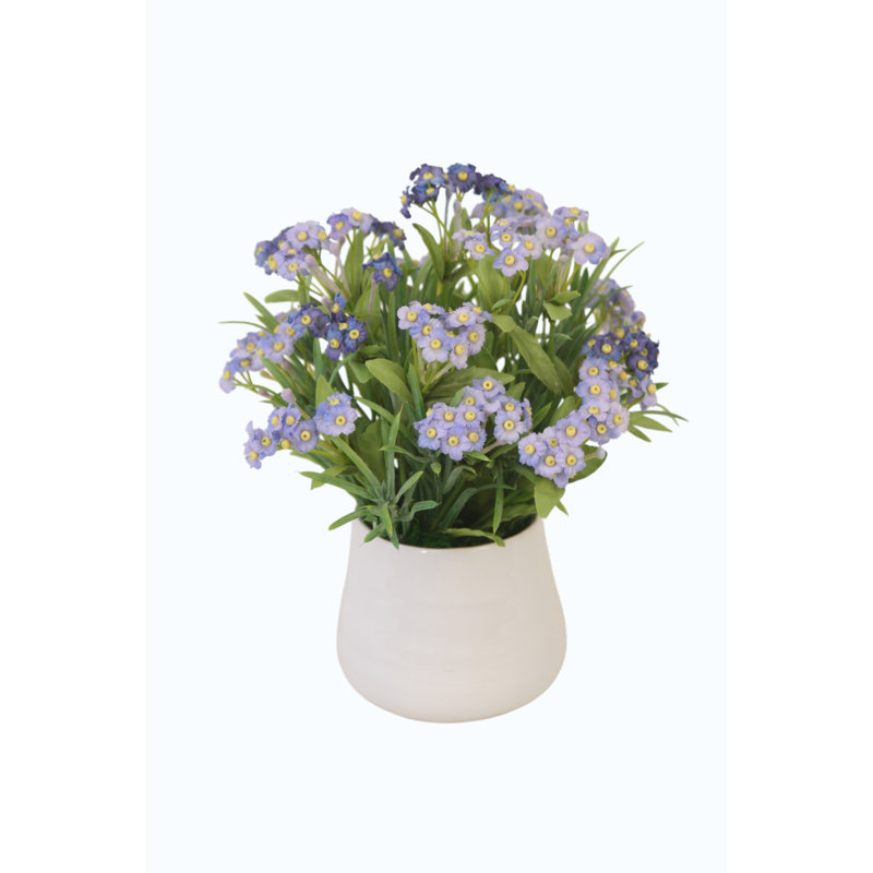 Forget-Me-Nots dans un petit contenant blanc (ensemble de 2)