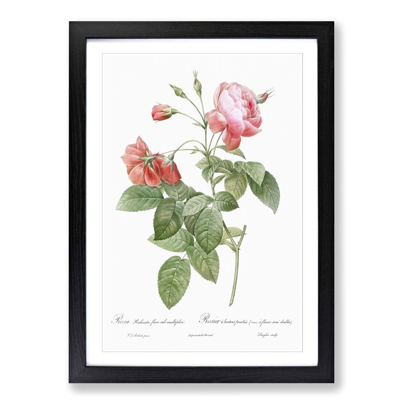 Boursault Rose in Pink by Pierre-Joseph Redoute - Picture Frame Graphic Art Print, Black Framed, 65cm H x 48cm W x 2cm D