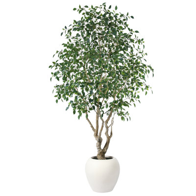 Adcock 8' H Artificial Ficus Tree in 18" White Planter