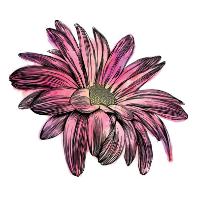 Chrysanthemum Flowers by Andrea_Hill