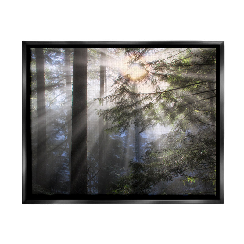 "Millwood Pines Forest Sun Rays Nature Scenery", art mural sur toile flottante par Dennis Frates, Cadre flottant noir de jais