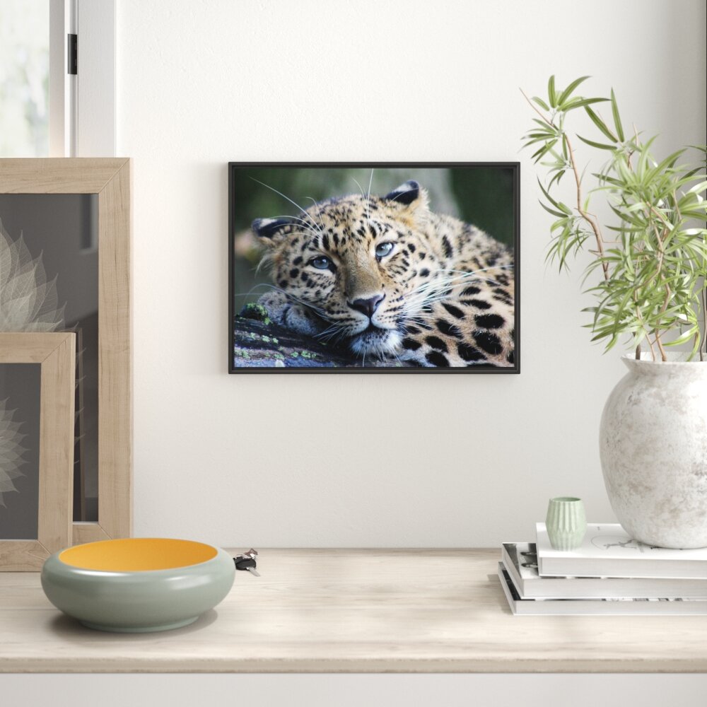 Gerahmtes Wandbild ruhender Leopard