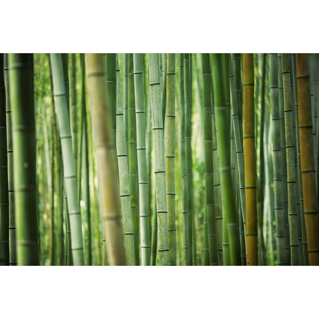 Bamboo Grove by 35007 - Kunstdrucke auf Leinwand ohne Rahmen