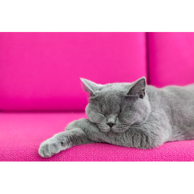 Cat Nap by Acmanley - Wrapped Canvas Print