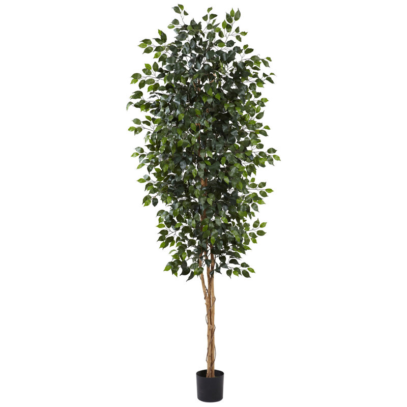  8ft. Ficus Tree