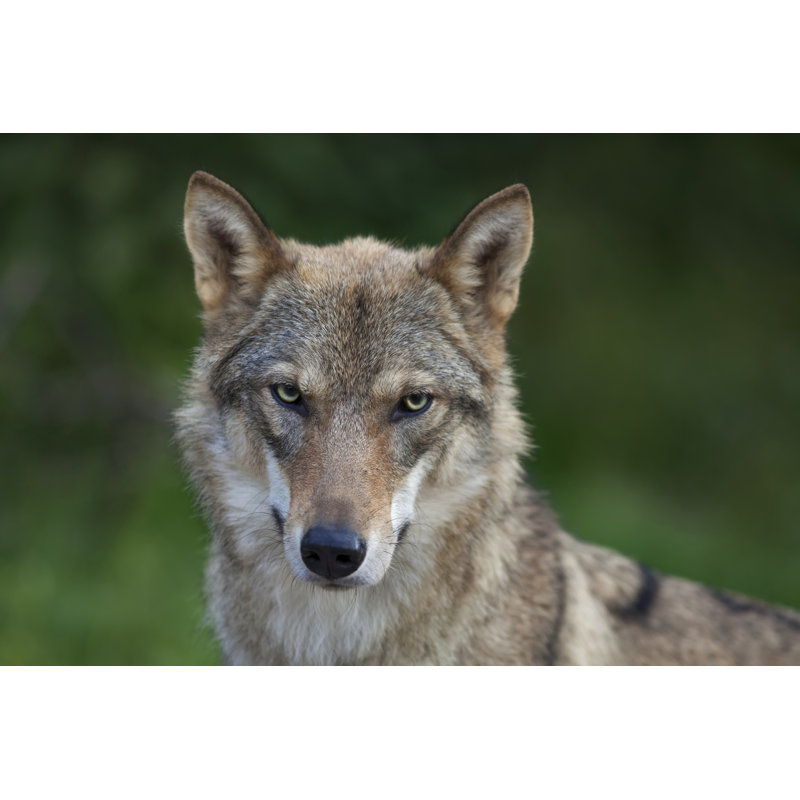 Grey wolf female 1 Piece Wrapped Canvas Wall Art, 30cm H x 46cm W
