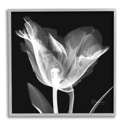 Fleur de tulipe, radiographie sur toile