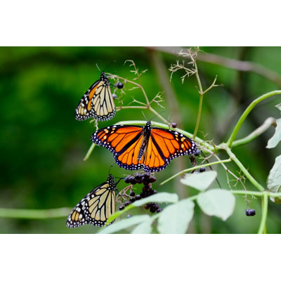 Claiden " Butterflies Bunch " by Appleaday
