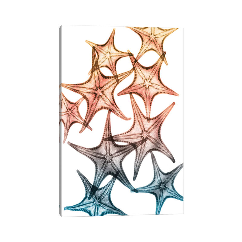 Jolly Starfish II by Albert Koetsier - Print on Canvas, Wrapped Canvas, 30.48cm H x 20.32cm W x 1.91cm D