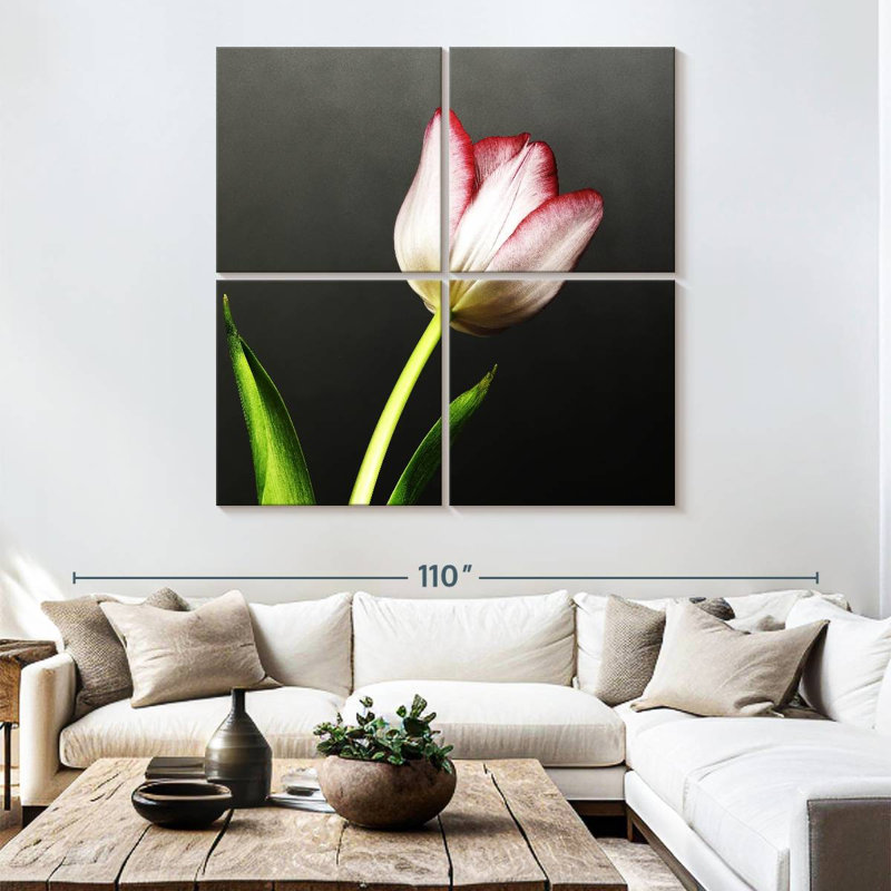 Red Tipped White Tulips, 74" H x 74" W