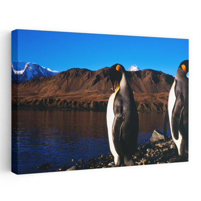 Two King Penguins Aptenodytes Patagonicus On Shore Of Cumberland Bay East King Edward Point Cumberland Bay South Georgia Island Contemporary Pengui...