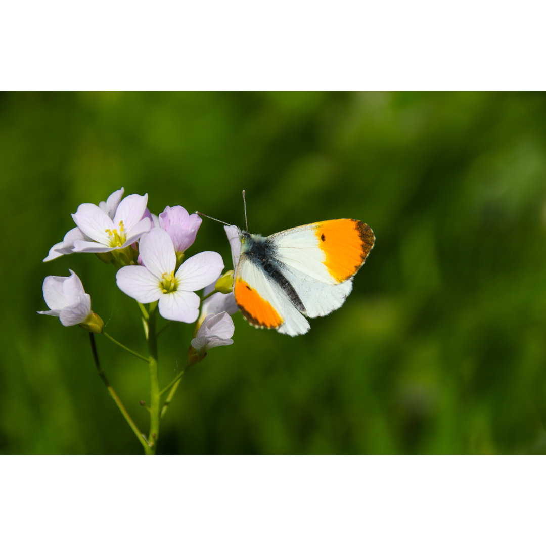 Orangenspitzen-Schmetterling von Helen Davies - Leinwandbild