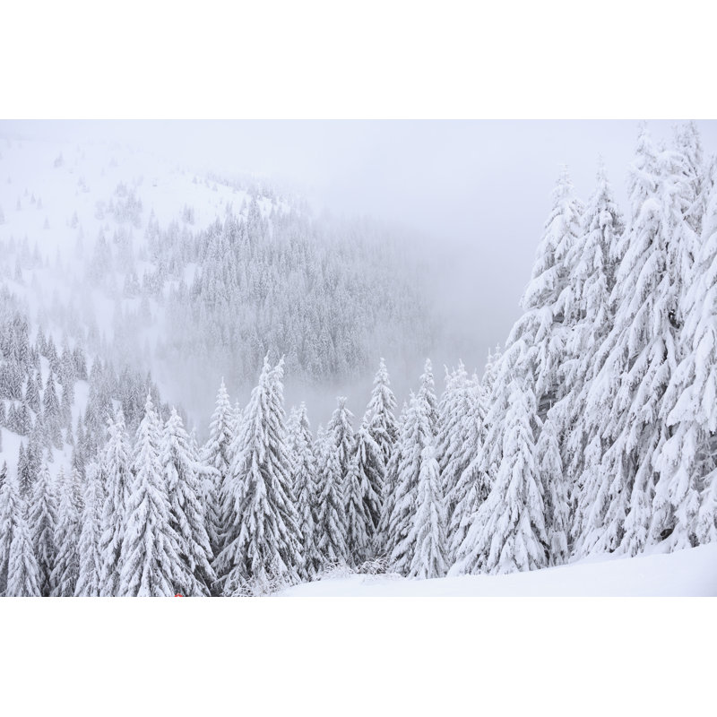 Fresh Snow Wintery by Ultramarinfoto - Wrapped Canvas Print, 61cm H x 91cm W