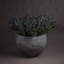 Anastasija Arrangement-1706366295
