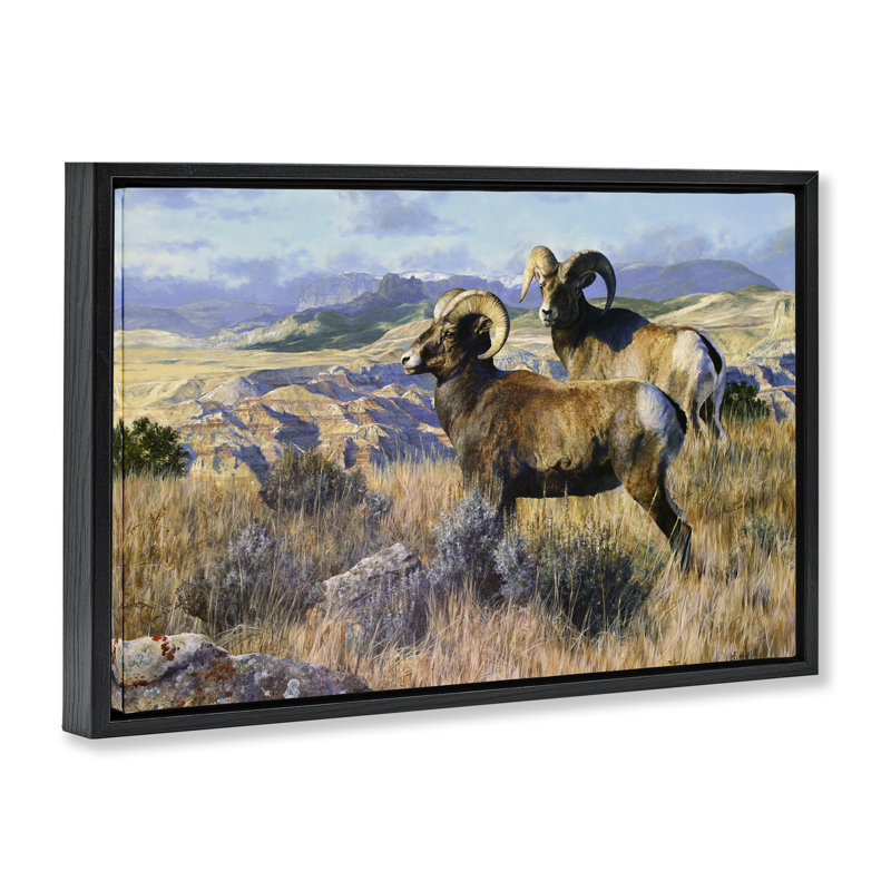  Toile flottante encadrée «Wild Rams Torrey Canyon» par Mark Kelso, Cadre flottant noir de jais, H 17 po x l 25 po