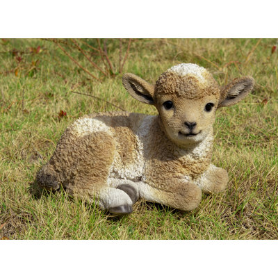 Bébé agneau couché