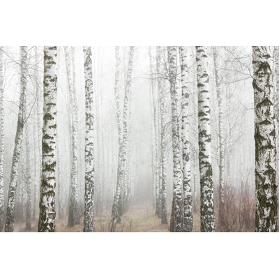 Akito " Birches In Foggy Weather "