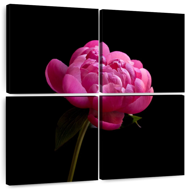 Pivoine rose foncé Harnek, H 26 po x l 26 po