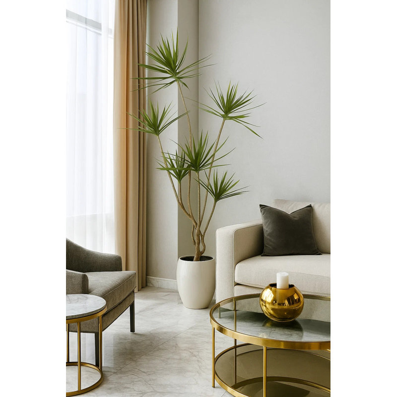 Dracaena Drop-in Plant