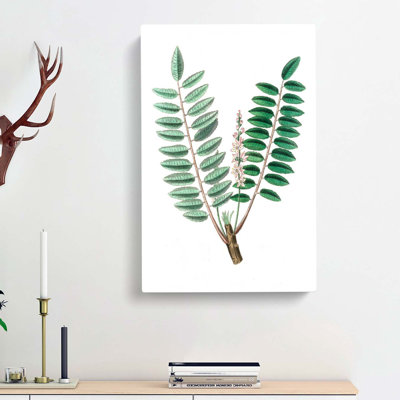 Indian Frankincense Flowers Illustration - Wrapped Canvas