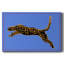 Toile tendue The Wild Leopard I-Gallery-736105493