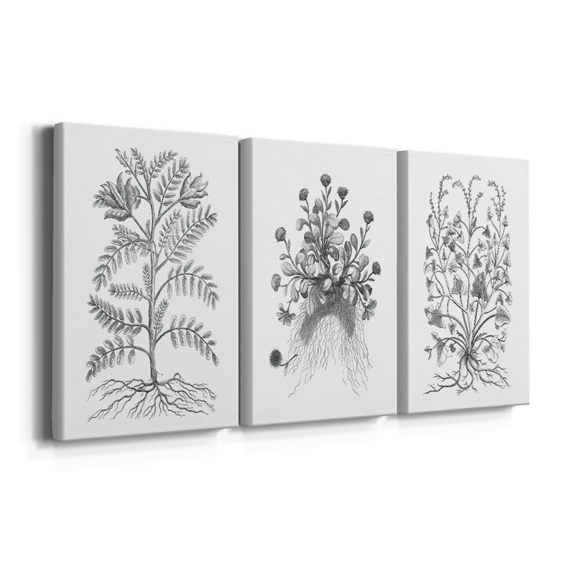 B&W Plant Spechantillon IX - Toile tendue sur mesure avec châssis - 3 pièces, Toile tendue, 12" H x 24" W