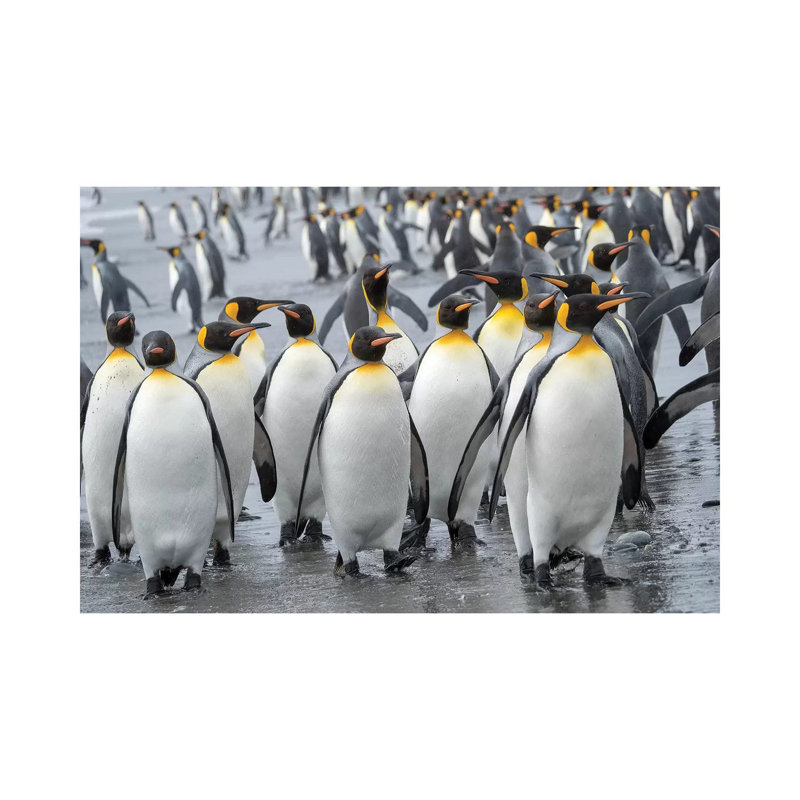 King Penguin Rookery On Salisbury Plain In The Bay Of Isles. South Georgia Island by Martin Zwick - Wrapped Canvas Print