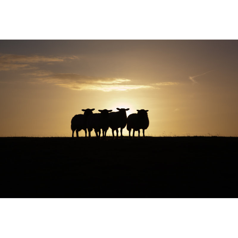 Silhouette of Sheep - Photographie sur toile tendue, H 20 po x l 30 po