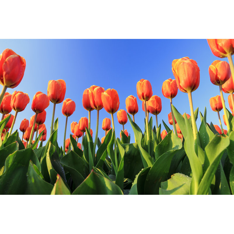 Orange Tulips by Dennisvdw - Wrapped Canvas Print, 20cm H x 30cm W