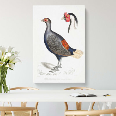 Crested Pheasant Illustration - Wrapped Canvas Painting