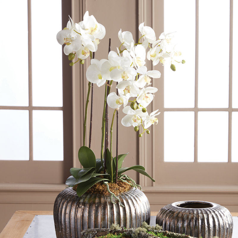 Conservatory Orchid Drop-In, 30" H x 8" W x 8" D