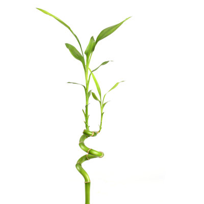 Green bamboo Wall Art on Canvas