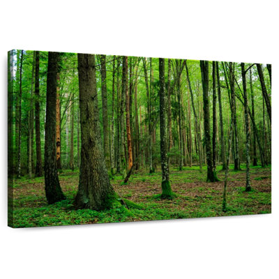 Forêt Alvord Lush Bialowieza